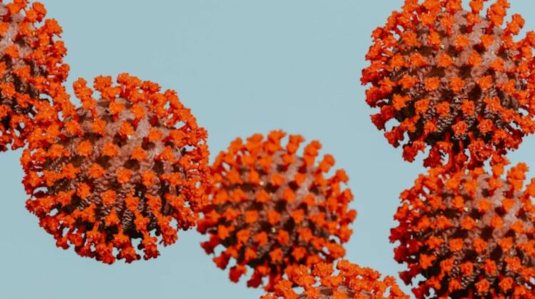 Andes Virus Cruise Outbreak 2026: Hanta Virus Cruise Fear Spreads After Deadly Cases on Atlantic Ship — Is Hantavirus Contagious? Canary Islands Routes Under Watch
