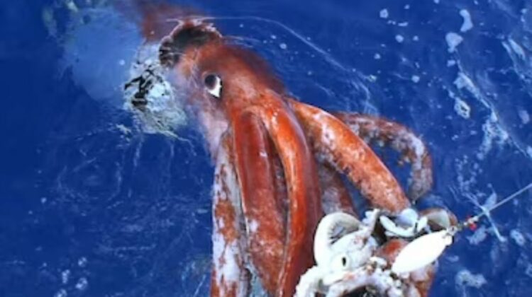 Australia Giant Squid Edna Research Breakthrough: Giant Squid Detected in Deep-Sea Canyon After 25 Years