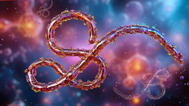 Ebola Outbreak Emergency: What is Ebola Virus and Ebola Symptoms Explained as Rare Bundibugyo Virus Spreads