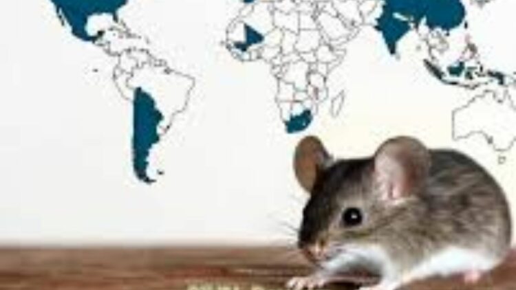 Hantavirus 11 Confirmed Cases, 3 Fatalities, and CDC Emergency Monitoring Underway: Cruise Ship Passengers Quarantined Across the United States