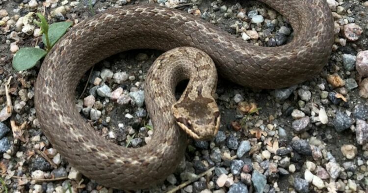 Montana Farmhouse Snake Infestation Horror: Family Finds Snakes Dropping From Walls Every Day Inside Rural Home