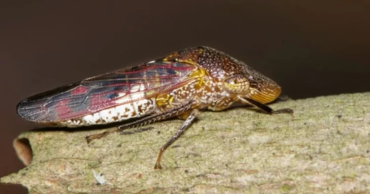 Northern California counties issue alert after invasive insect discovered on Costco plants