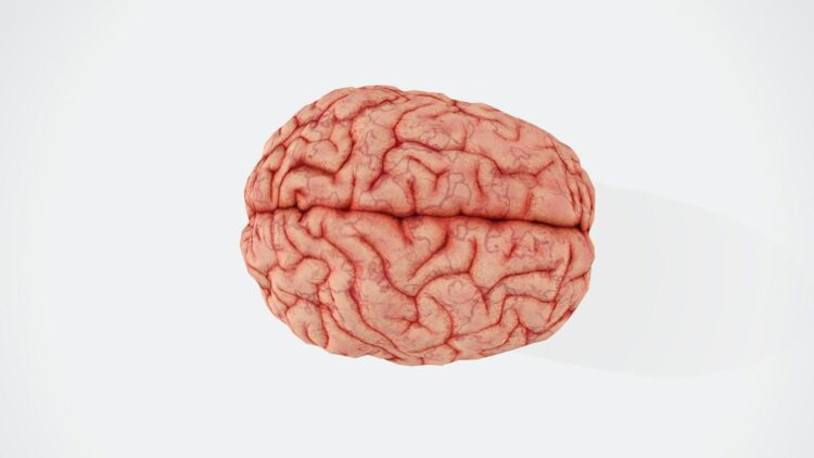 Penn State Brain Cleaning Study Reveals Shocking Link Between Movement and Brain Health