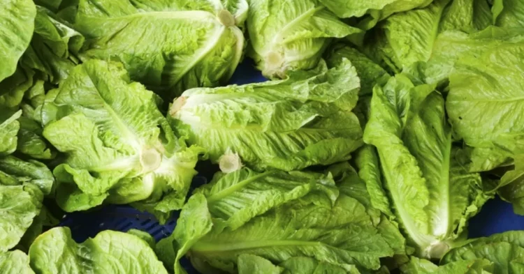 RECALL: Vegetables recalled in Canada over E. coli concerns