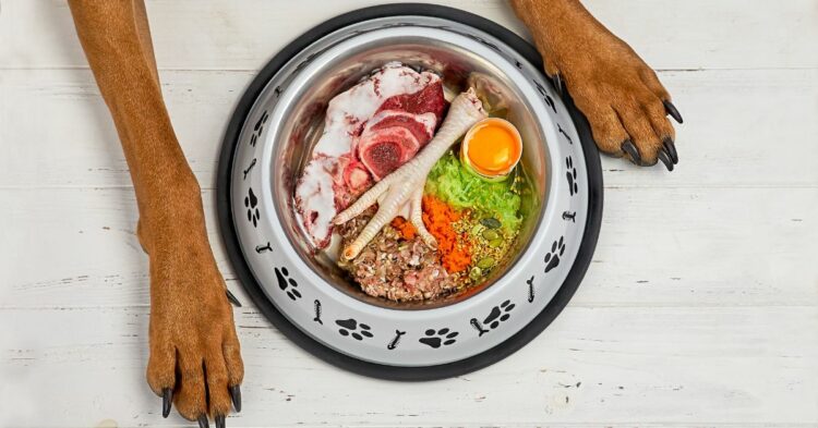 Raw Dog Food Recall 2026: Salmonella Risk Triggers Nationwide Recall of Albright’s Raw Pet Food