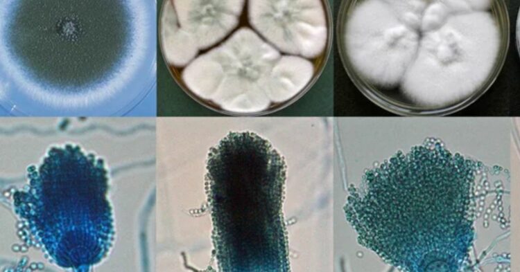 Scientists Discover Natural Enemy Killer Fungus as Invasive Species That Could Save Britain’s Fragile Habitats From Destructive Moss